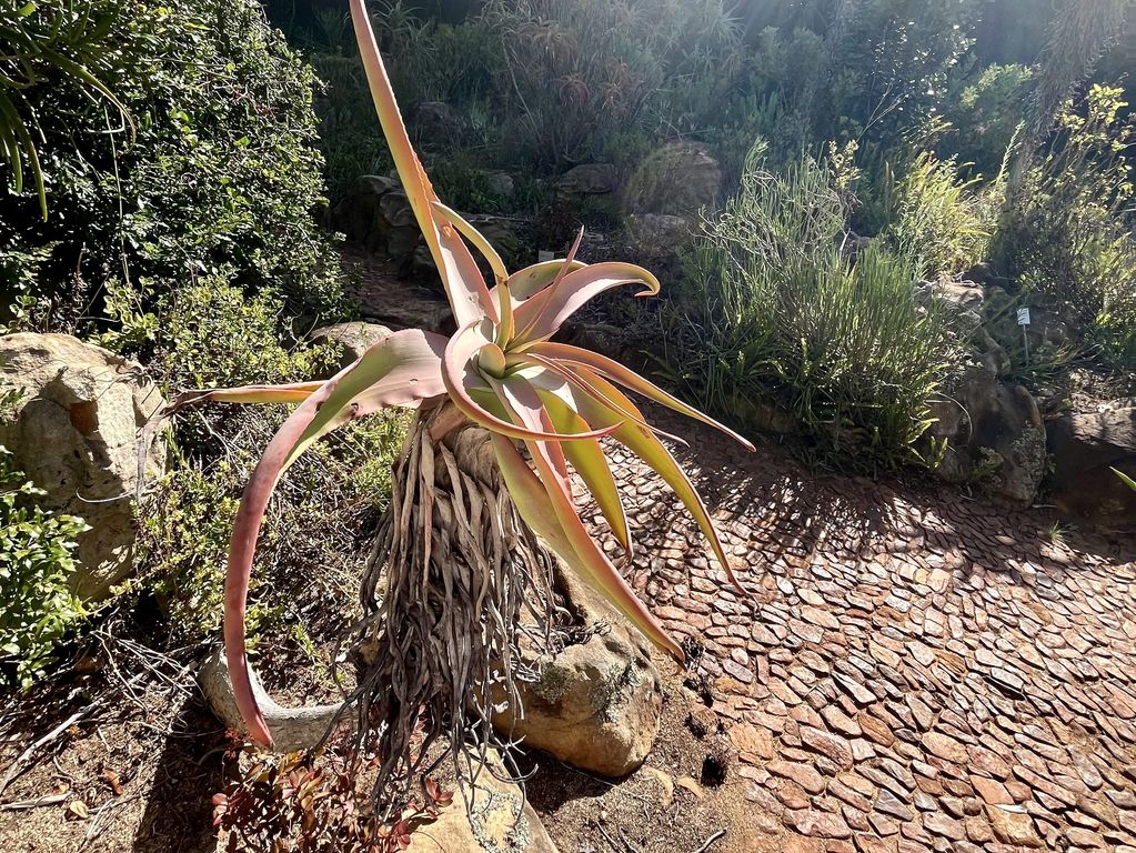 Kirstenbosch Kaapstad Zuid Afrika groepsrondreis 3